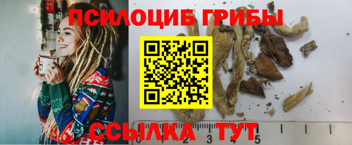 Галлюциногенные грибы Psilocybe Сунжа